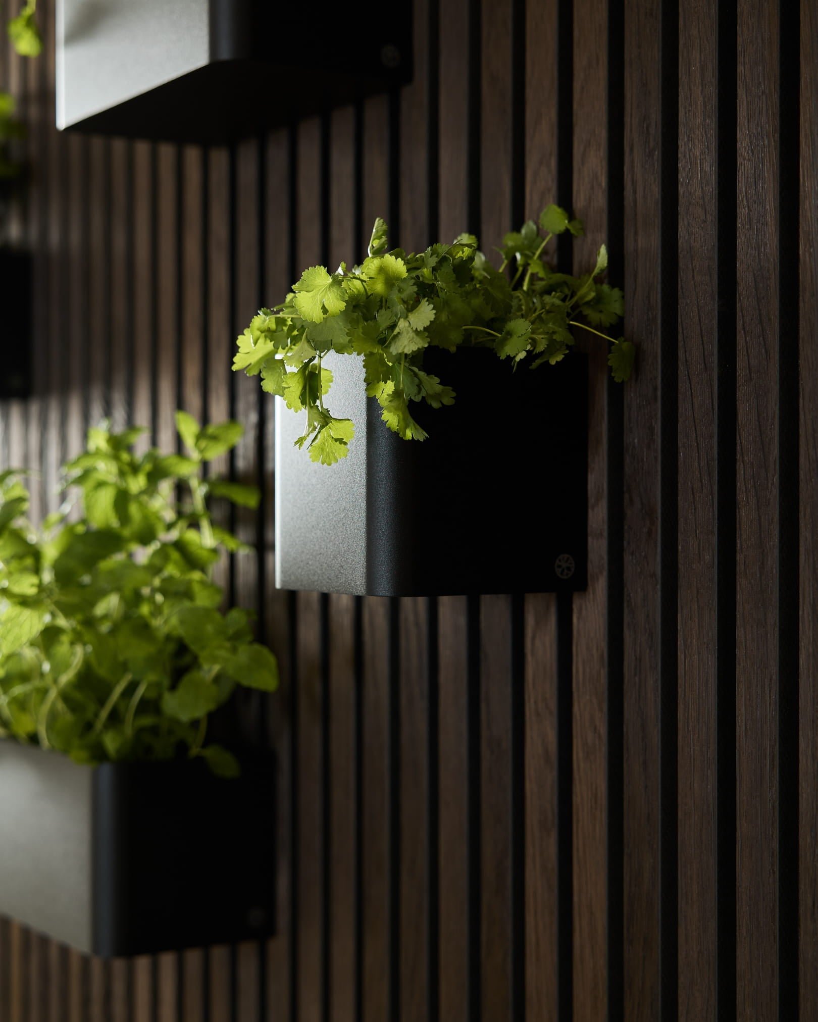 Grønne planter i WoodUpp Norr Plant Box, 11,9 cm Black, plassert mot en mørk vertical akustisk trepanelvegg.