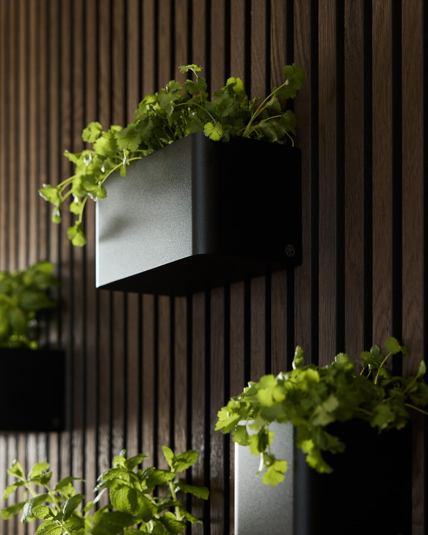Black Norr Plant Box (23,9 cm) fra WoodUpp, med grønne planter montert på et vertical mørkt tre Akupanel Akustikkpanel.